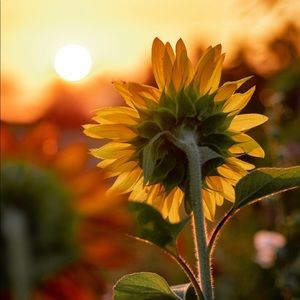 Meet your Posher, Amaris